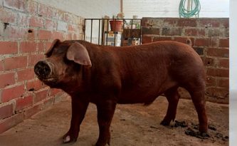 Duroc