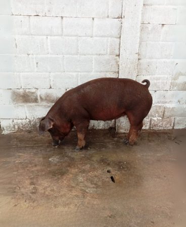 Duroc