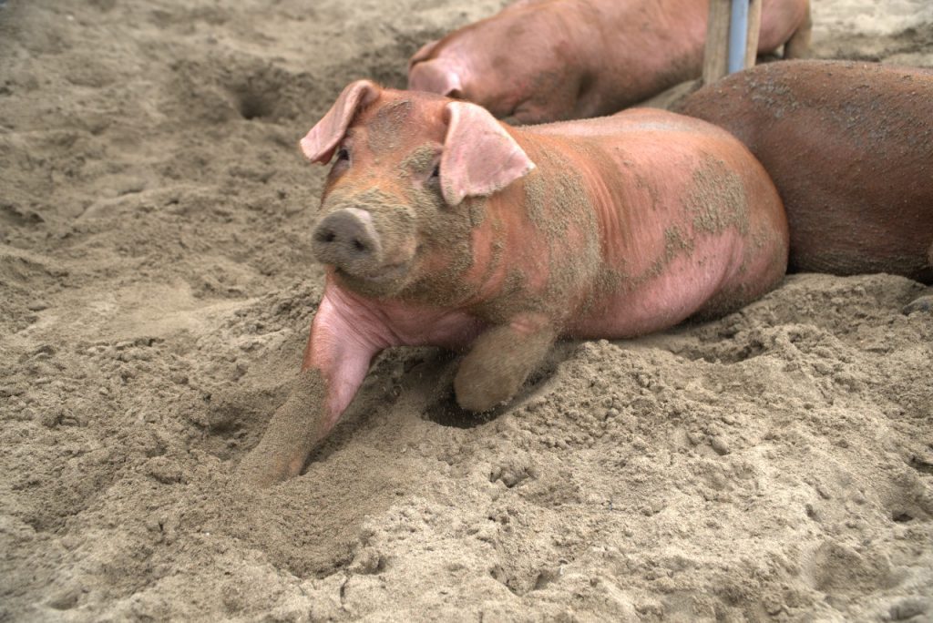 CERDO 11
