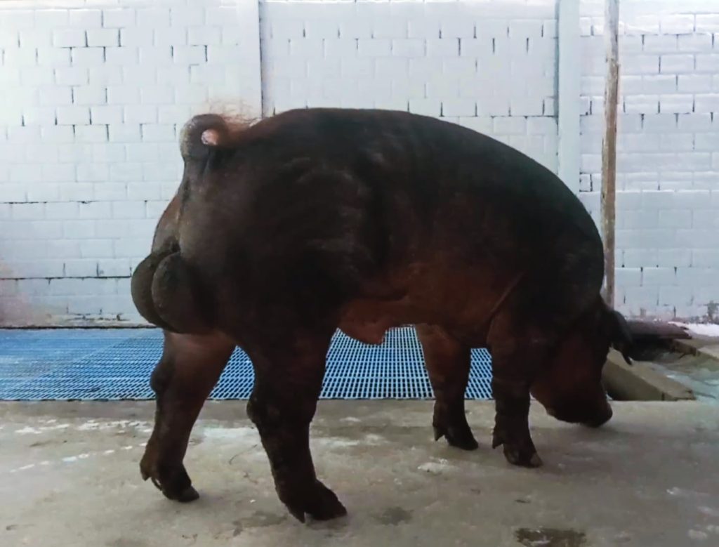 CERDO 2