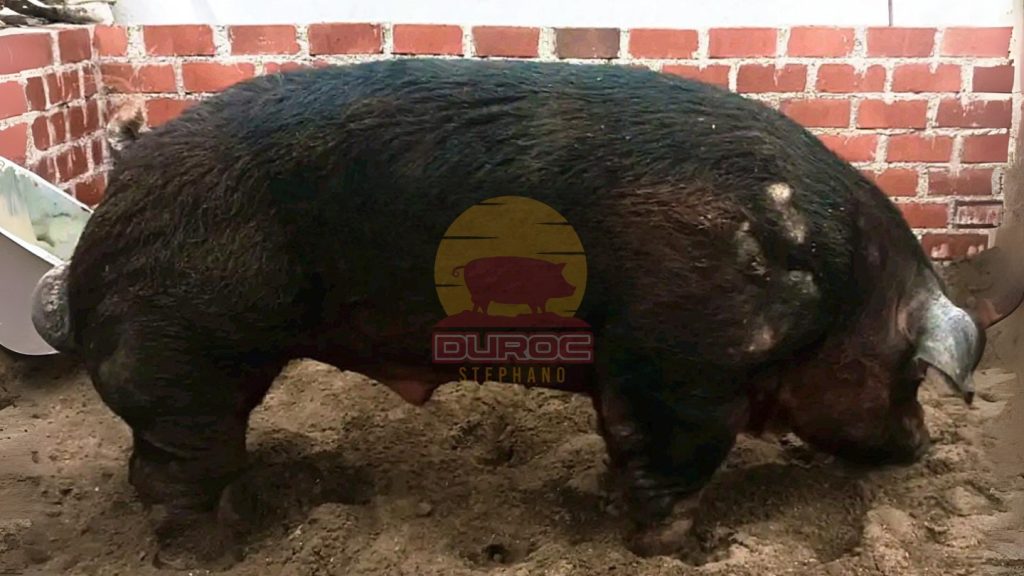 Dark Duroc Dark Duroc