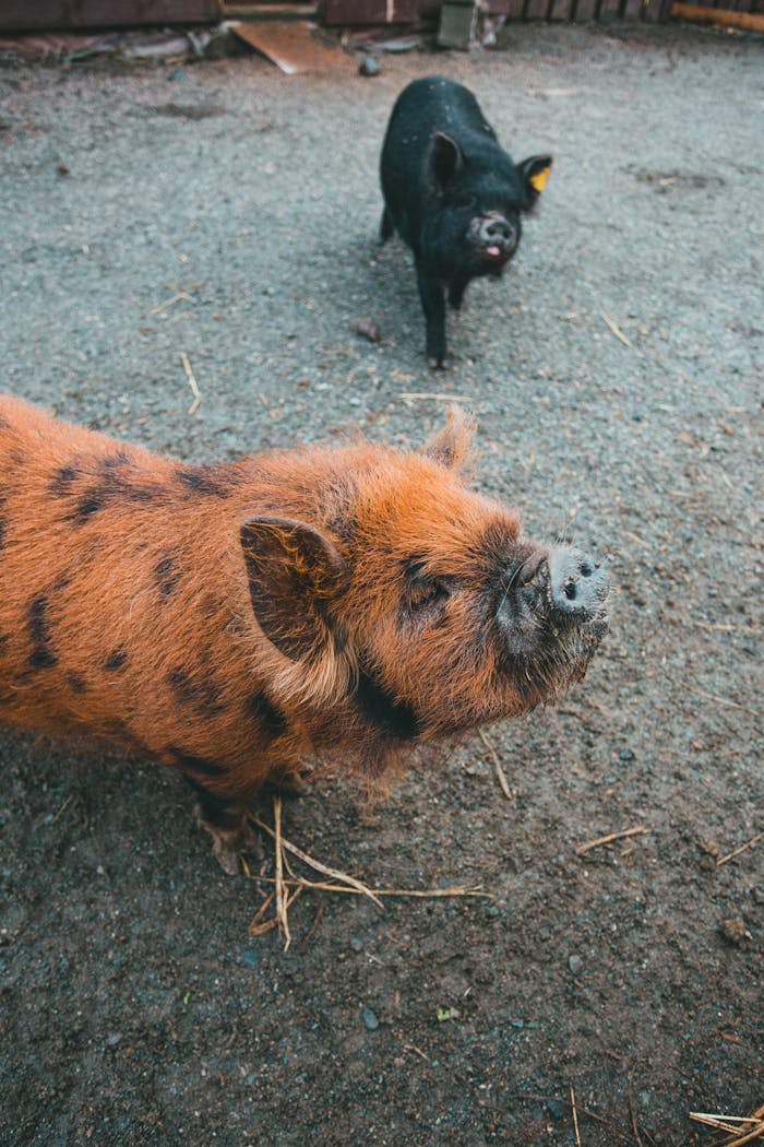 Two kunekune pigs exploring a farmyard with distinct markings and unique breeds.